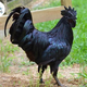 Illustration for article titled Buy Rarest, Healthiest, and Tastiest Kadaknath Chicken Meat at Best Prices, Online